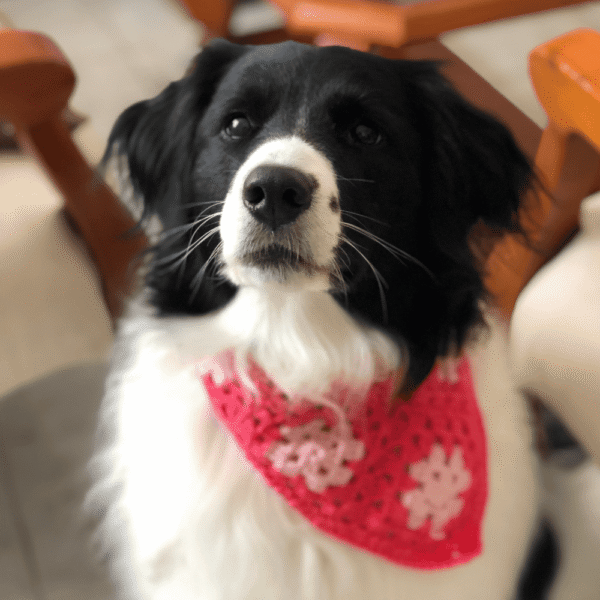 Pañoleta Mascota